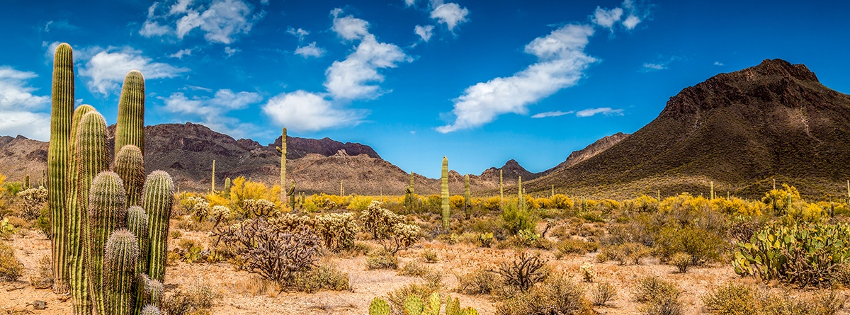 Arizona desert